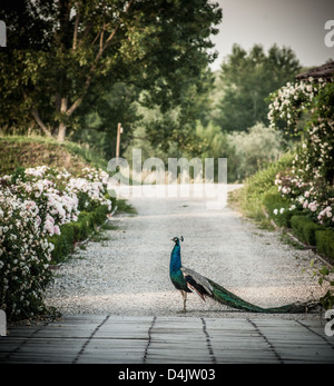 Peacock walking on road in park Stock Photo