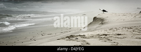 Seagull sitting on a sand dune watching the sea Stock Photo