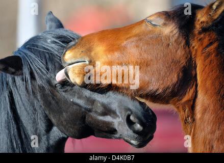 A chestnut Rhinelander horse affectionately licks the head of a black Trakehner horse (L) on a meadow near Bad Ems, Germany, 25 January 2009. Photo: Uwe Anspach Stock Photo