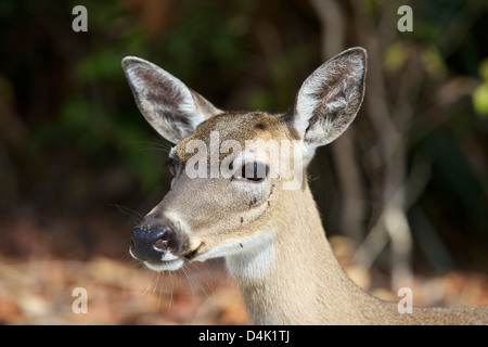 Close-up of a Key Deer on No Name Key Stock Photo