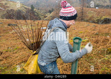 Planting native English trees around the fells above Thirlmere Reservoir in the Lake District, UK Stock Photo