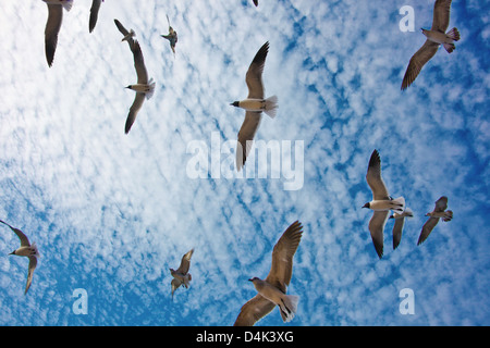 Birds flying in blue sky Stock Photo