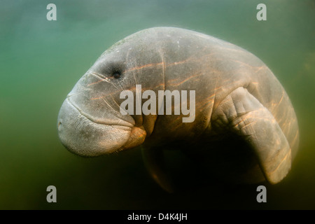 Manatee swimming in murky water Stock Photo