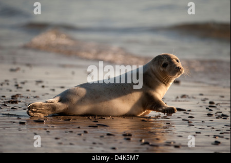 Grey seal laying on beach Stock Photo