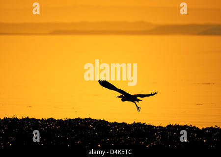 Silhouette of heron flying over water Stock Photo