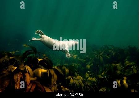 Seal swimming underwater Stock Photo