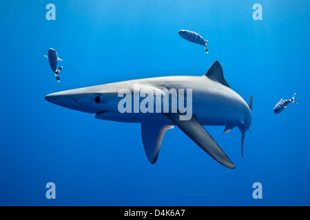 Shark and fish swimming underwater Stock Photo