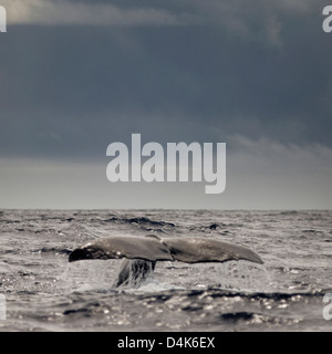 Majestic Whale Tail Emerging from the Ocean in Icelandic Waters Stock ...