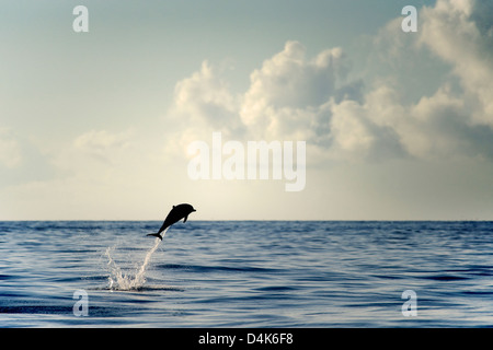 Dolphin jumping out of water Stock Photo