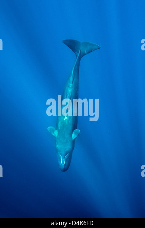 Sperm whale swimming underwater Stock Photo