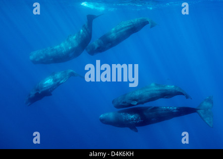 Sperm whales swimming underwater Stock Photo