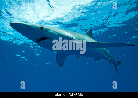 Blue shark swimming underwater Stock Photo
