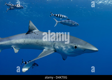 Shark swimming with fish underwater Stock Photo