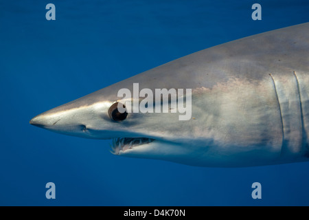 Close up of mako shark’s face underwater Stock Photo