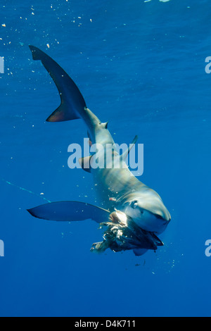 Blue shark eating underwater Stock Photo