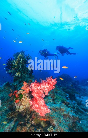Divers swimming in coral reef Stock Photo
