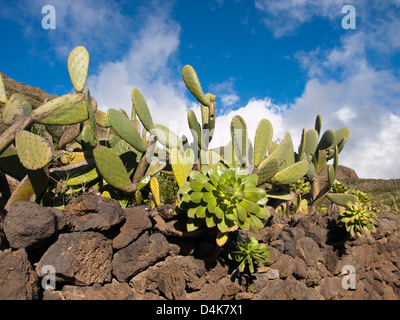 View of cactus Opuntia and succulents and fence of lava stones  along the Camino Real between Santiago del Teide and  Gigantes Tenerife Stock Photo