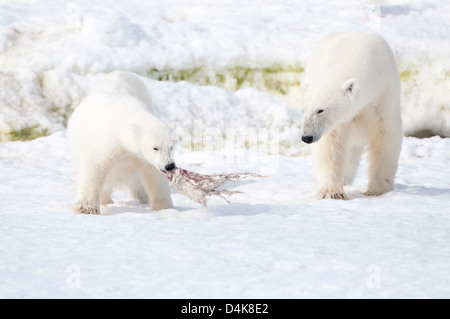 Wild Polar Bear (Ursus Maritimus) Mother and Cub Feeding at Sallyhamna, Spitsbergen, Svalbard in the Norwegian Arctic Stock Photo
