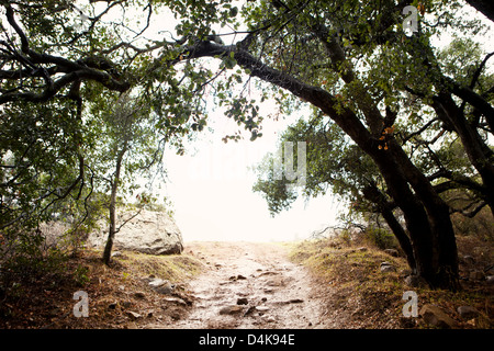 Dirt road leading out of forest Stock Photo