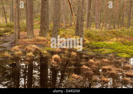 Reflections of Scots Pine trees Stock Photo
