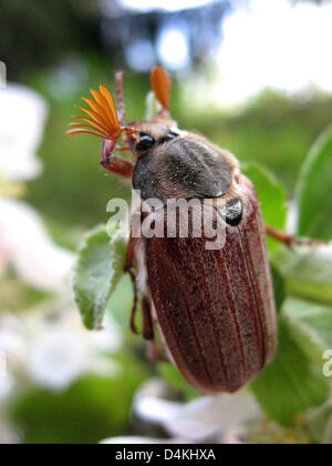 A male cockchafer sits on the fresh srpouts of an apple tree in Berlin, Germany, 28 April 2009. Cockchafers appear from end of April on when the fly around at temperatures from 20 degrees Celsius seaching for delicate leaves of deciduos trees. Grubs unpupate after three years and a new generation of chafers arises. Photo: WOLFGANG KUMM Stock Photo