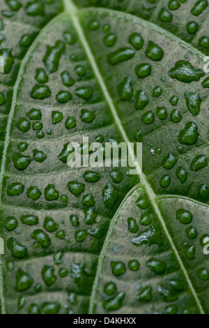 Leaf structures in La Amistad national park, Chiriqui province, Republic of Panama.