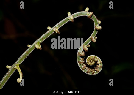 Unfolding Fern in La Amistad national park, Chiriqui province, Republic of Panama. Stock Photo