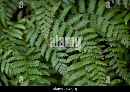 Beautiful ferns at the cloudforest floor in La Amistad national park, Panama province, Republic of Panama.