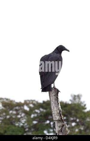 Black Vulture, sci.name; Coragyps atratus, near Volcan, Chiriqui province, Republic of Panama, Stock Photo