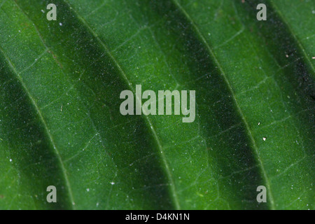 Leaf structures in La Amistad national park, Panama province, Republic of Panama.