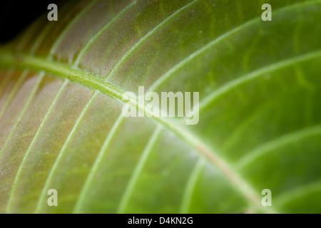 Leaf structures in La Amistad national park, Panama province, Republic of Panama.