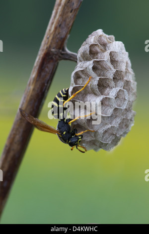 Paper wasp nest Stock Photo - Alamy