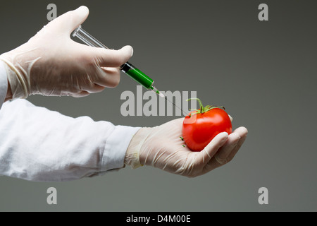 Scientist injecting tomato with syringe Stock Photo