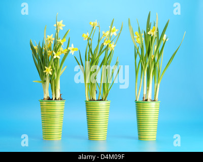 Three pots of fresh yellow daffodils on blue background Stock Photo