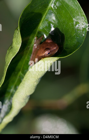Frog on leaf in Cienaga las Macanas nature reserve, Herrera province, Republic of Panama. Stock Photo
