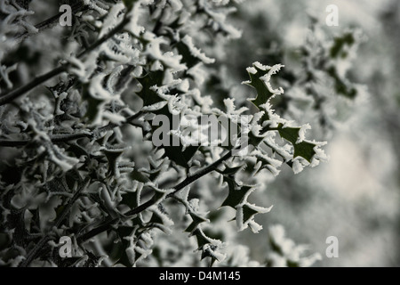 Holly leaves with winter haw frost Stock Photo
