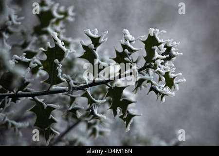 Holly leaves with winter haw frost Stock Photo