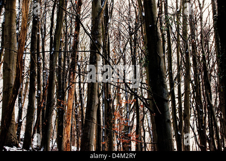 Trees in winter snow Stock Photo