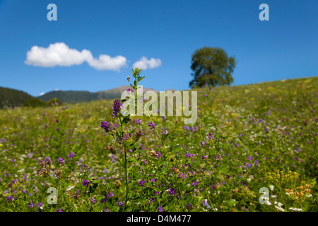 Close up of purple flower in rural field Stock Photo