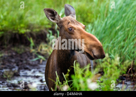 An adult female moose (Alces alces) by the roadside in Algonquin Provincial Park, Ontario, Canada Stock Photo