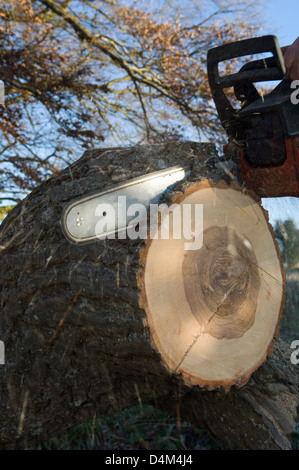 Close up of chainsaw cutting log Stock Photo