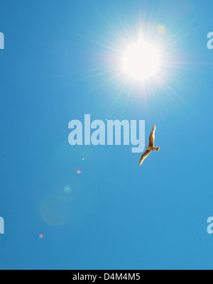 Bird flying in blue sky Stock Photo