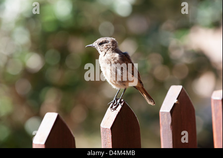 Familiar Chat young bird. Cercomela familiaris South African wild bird Stock Photo