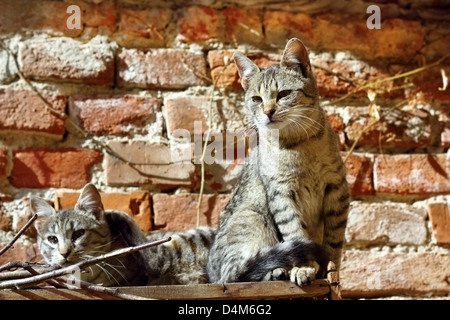 two beautiful kittens standing together in the warm sunlight Stock Photo