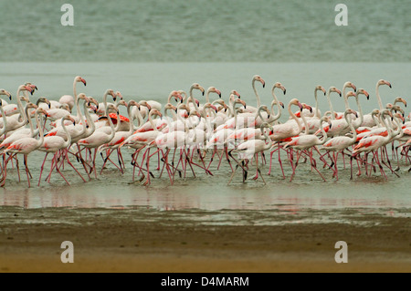 Greater Flamingos at Walvis Bay Lagoon, Walvis Bay, Namibia Stock Photo