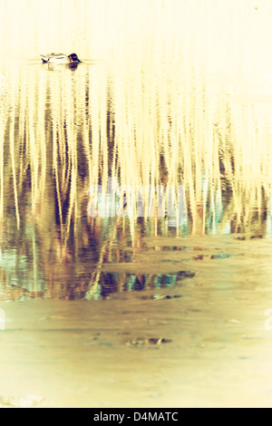 Duck on a partially icy lake with reflection of yellow reeds in background Stock Photo