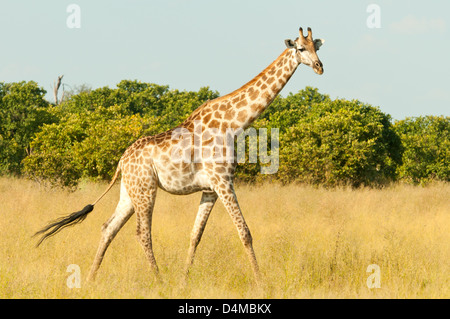 Southern Giraffe at Savute, Chobe National Park, Botswana Stock Photo