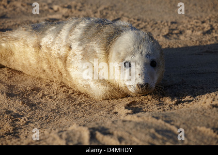A seal pup on the beach at Winterton, Norfolk, England Stock Photo