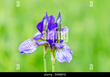 Purple bearded iris on blurred green background Stock Photo