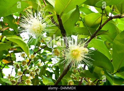 The flowers of rose apple. Stock Photo